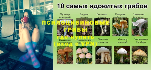 прущие грибы Бородино